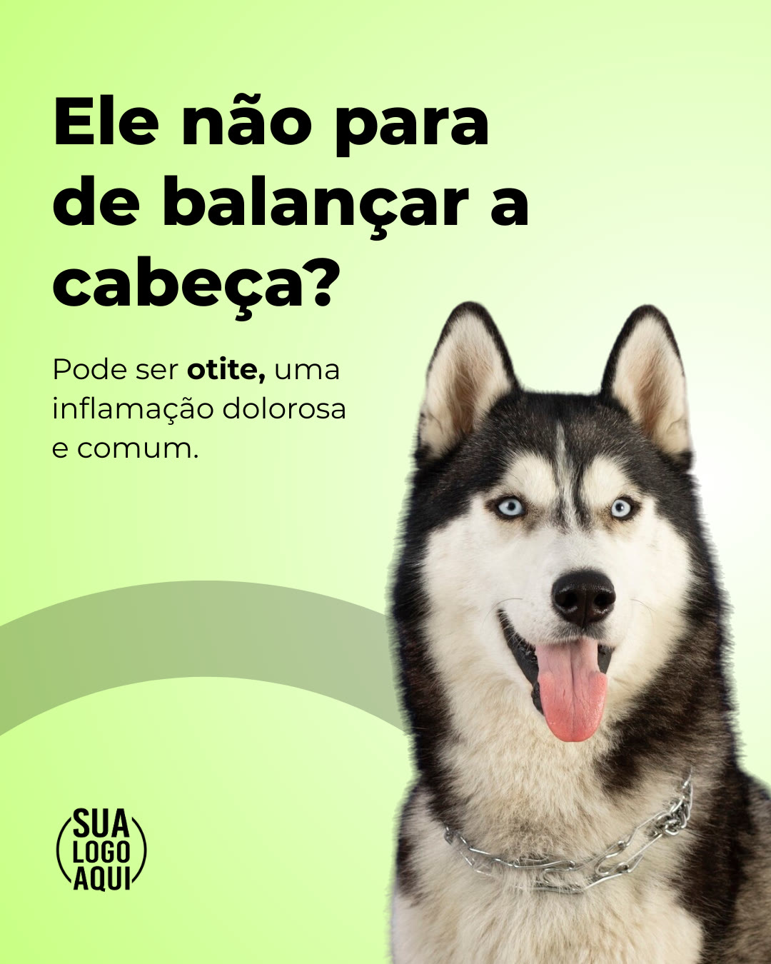 Rotina de cuidados com pet idoso