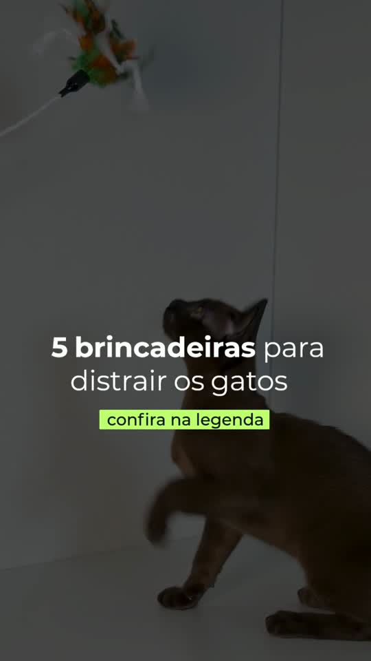 Reel premium — dica veterinária