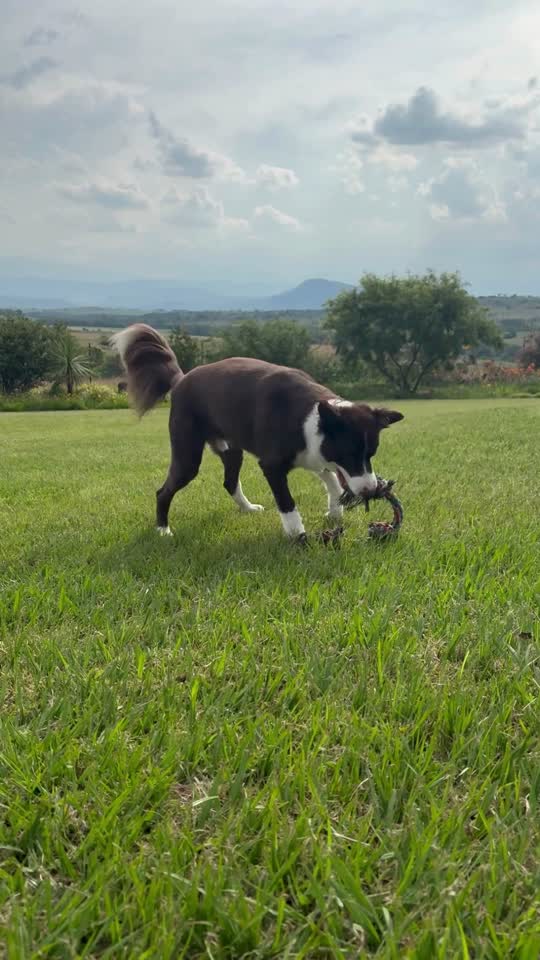 Reel premium — comportamento pet