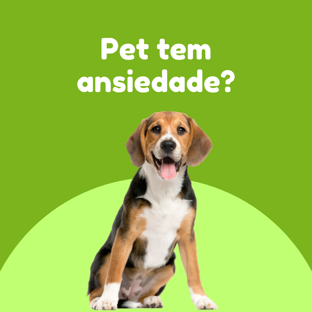 Pet tem ansiedade?